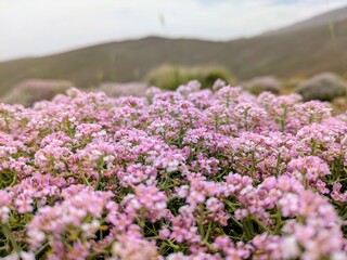 Fototapeta premium Blooming flowers in the picturesque Atlas Mountains landscape