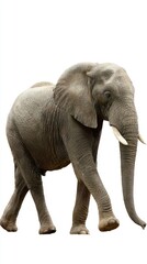 Fototapeta premium Elephant walking