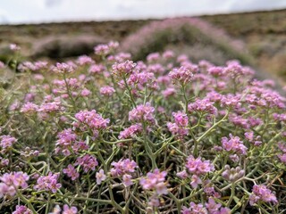 Obraz premium Vibrant pink flowers blooming in the Zaouiat Ahansal mountain landscape