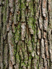 Close-up tree bark texture (1)