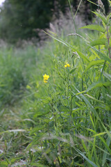 A Yellow Greater Celandine (Chelidonium Majus) Flower Among Green Grass And Nettle Leaves In A Meadow. Wild Medicinal Plant In Nature. Vertical.