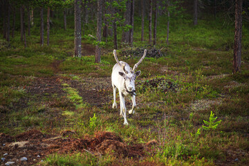 Lonely reindeer in the forest. Lapland Nature Reserve.