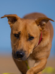 Portrait de chien de couleur caramel