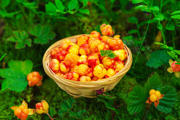 Fresh cloudberries in a wicker basket in a wild forest.  Still life with berries.