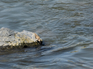 猪名川の岩に立つイソシギ