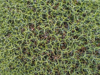 Close-up of dense thorny green bush texture with natural intricate patterns