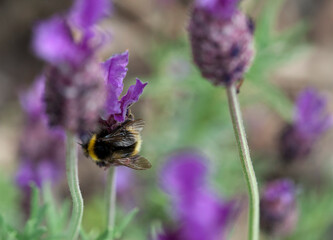 Lavender bee