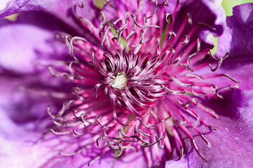 Macro purple clematis flower