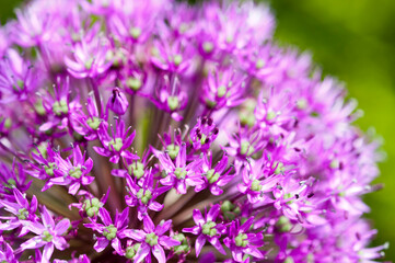 Allium flower
