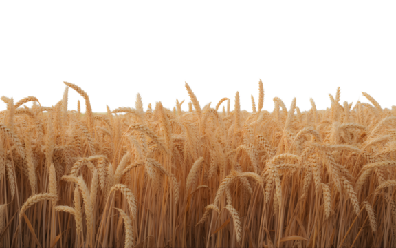 Golden wheat field stalks sway gently under a vast expanse