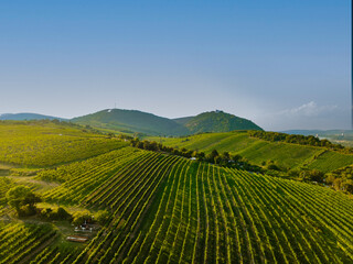 An aerial panorama of Vienna Nussdorf with vineyards rows in summer