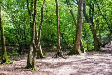 Obraz premium Valley of No Return, Forest of Broceliande, France