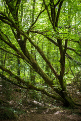 Valley of No Return, Forest of Broceliande, France