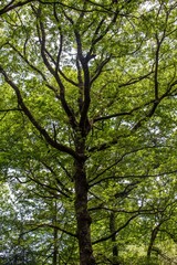 Fototapeta premium Valley of No Return, Forest of Broceliande, France
