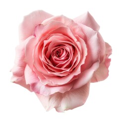 Close-up of a single,  pale pink rose