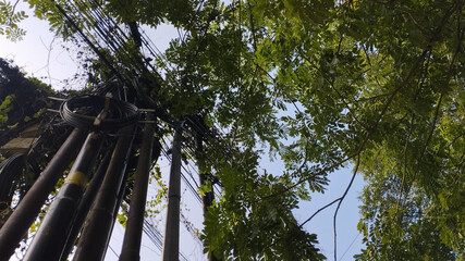 Electric utility poles with tangled black cables and climbing green vines under the bright sky....