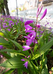 シランの花のクローズアップ