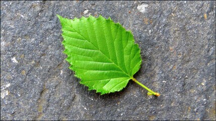Single green leaf on dark stone