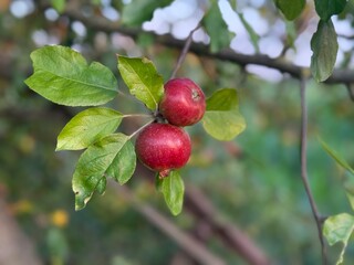 Apfel Apfelbaum Pyrus Spiraeoideae Äpfel Obst Kulturapfel Baum Frucht Ernte Malus domestica Apfelmus Apfelsaft Apple Malus apple tree Pyrus Spiraeoideae fruit cultivated apple ornamental Apfelwein