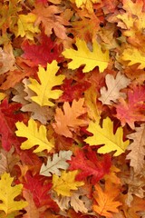 Fototapeta premium Autumnal oak leaves
