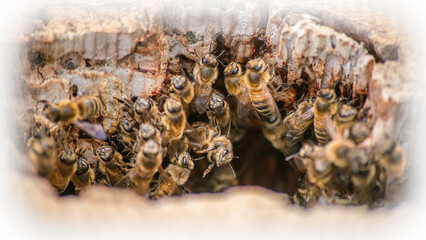 Within the Hollow: Honeybees at Home