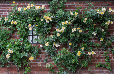 Obraz premium Rose (Rosa sp.), Kletterrose