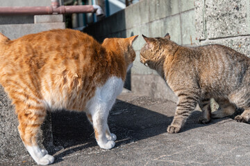 路上であいさつをする二匹の猫	