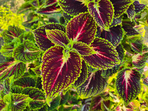 Hermosas hojas de color Burdeos de coleo en el parque de la ciudad en el macizo de flores.
