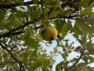 Apfel Apfelbaum Pyrus Spiraeoideae Äpfel Obst Kulturapfel Baum Frucht Ernte Malus domestica Apfelmus Apfelsaft Apple Malus apple tree Pyrus Spiraeoideae fruit cultivated apple ornamental Apfelwein