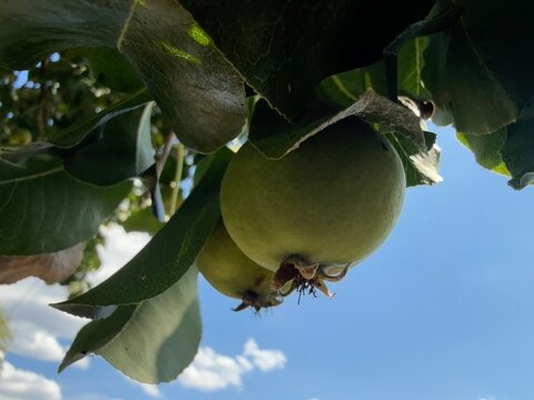 Birnen Birne Pyrus Kernobst Pyrinae Pirus Rosaceae Beer Birnbaum Wildbirne Spiraeoideae Pear Pears pome fruit tree buds trunk branches plantation leaves kernels harvest wild pear bulb