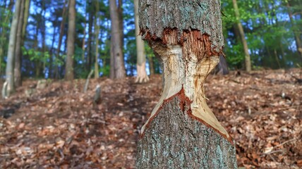 Drzewo,tree,natura © Krystian