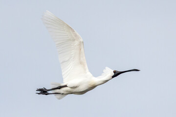 Elegant Flight of a Spoonbill with Outstretched Wings