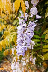 Purple Wisteria Flowers in a Garden