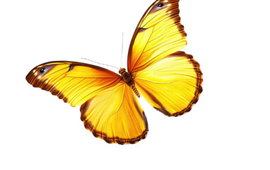 Fototapeta premium A beautiful yellow butterfly on white background,png