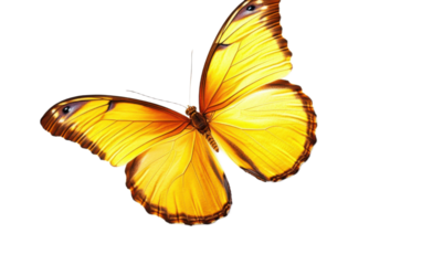 A beautiful yellow butterfly on white background,png