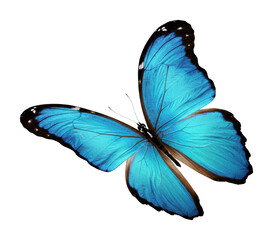 Captivating blue butterfly in natural habitat vibrant colors nature's beauty. Cut out png