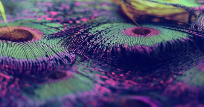 Time-lapse close up footage of peacock feathers moving in light wind, showing the texture detail