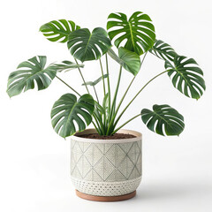 green plant in a pot