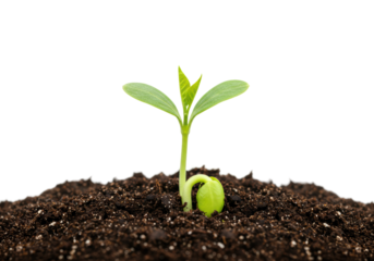 Growing seedling in soil nature indoor environment macro perspective plant development concepts. Cut out png