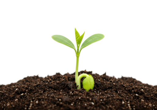 Growing seedling in soil nature indoor environment macro perspective plant development concepts. Cut out png