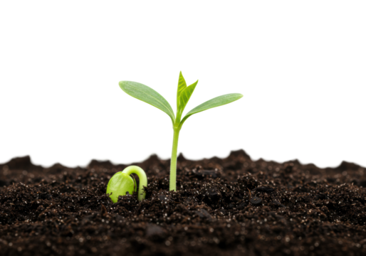 Seed germination action soil environment nature content growth viewpoint plant development concept. Cut out png