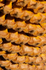Close-up of a cycas revoluta flower. Close-up of a cycas revoluta in bloom.