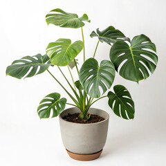 green plant in a pot