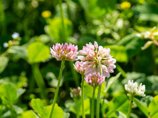 公園に咲くムラサキツメクサ