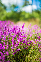 The Aff River’s, Forest of Broceliande, France