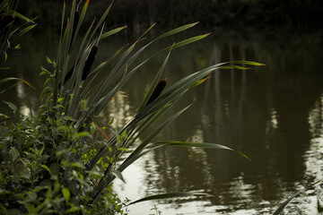 Reed grass. Cattail and reed plant bush at the lake.