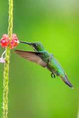 Rufous-Tailed Hummingbird from Costa Rica