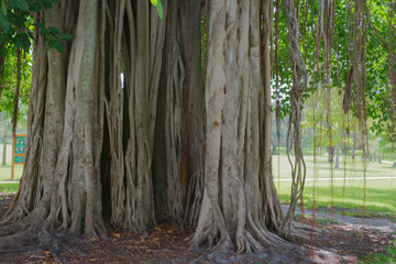 Close-Up of Banyan Tree in a Sunlit Tropical Park Setting St. Petersburg,FL Crescent  Lake Park. Detailed view intricate roots and trunks in a lively tropical park landscape, conveying a serene and na
