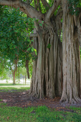 Close-Up of Banyan Tree in a Sunlit Tropical Park Setting St. Petersburg,FL Crescent  Lake Park....