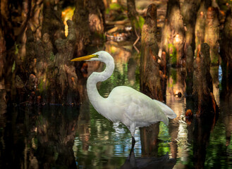 The great egrets.